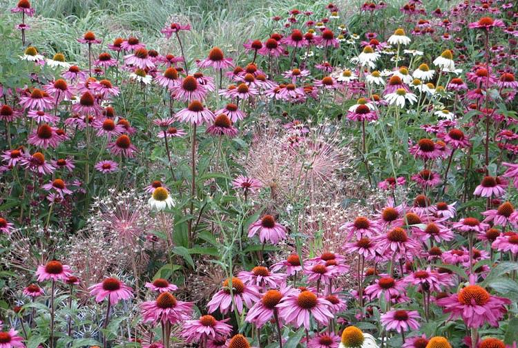 Echinacea purpurea 'Rubinglow' (Coneflower)